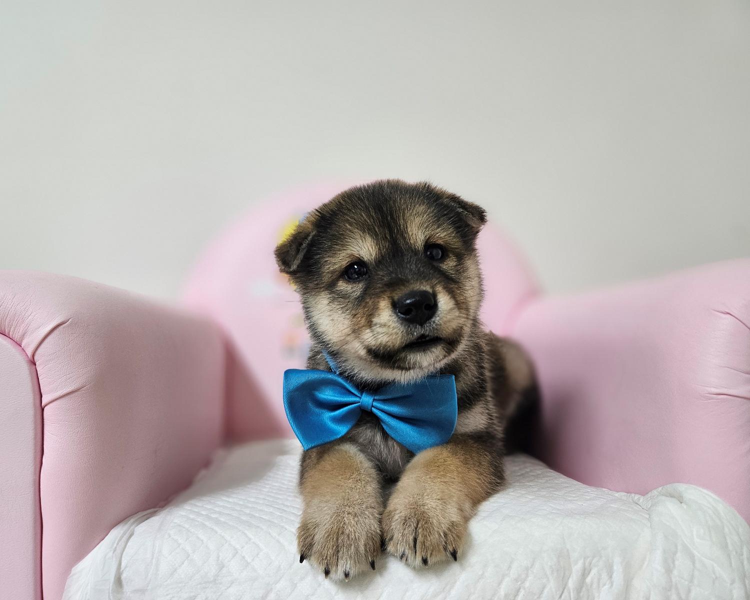 창원유기동물보호소_448567202401404